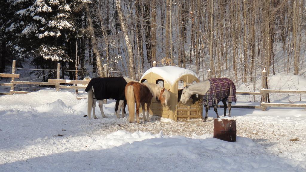 Auberge Le Cheval Bleu Saint-Alphonse-Rodriguez エクステリア 写真